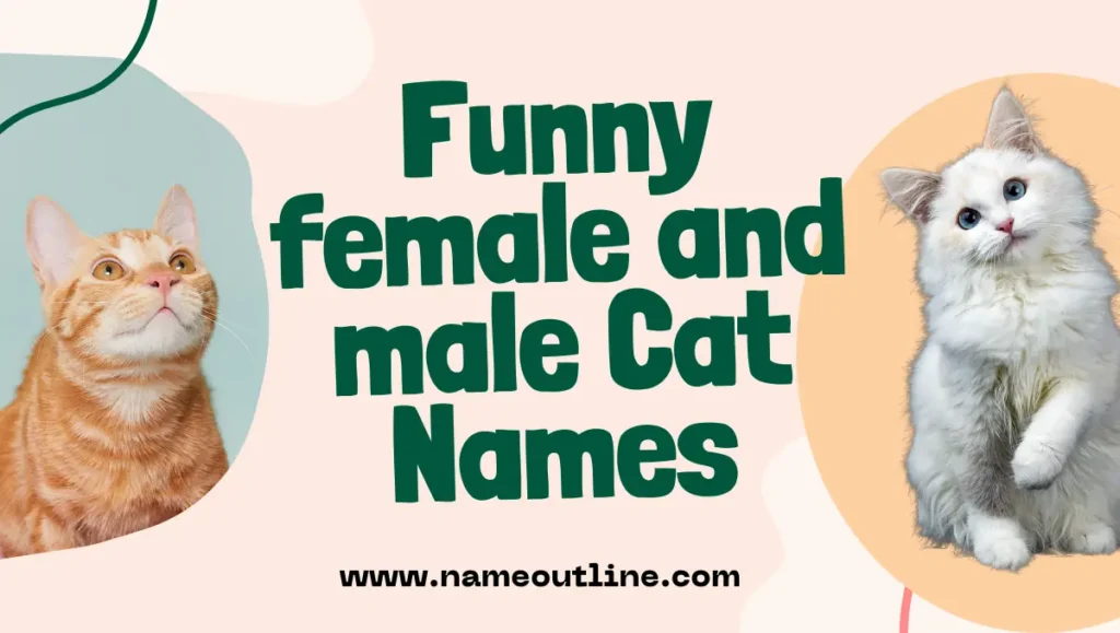 Funny female and male Cat Names