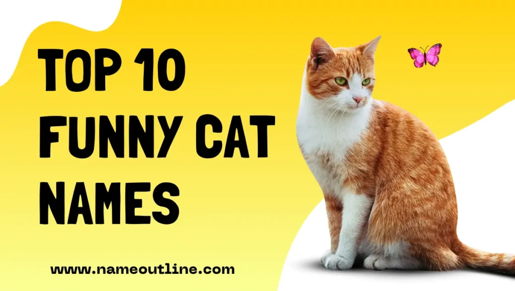 Top 10 Funny Cat Names