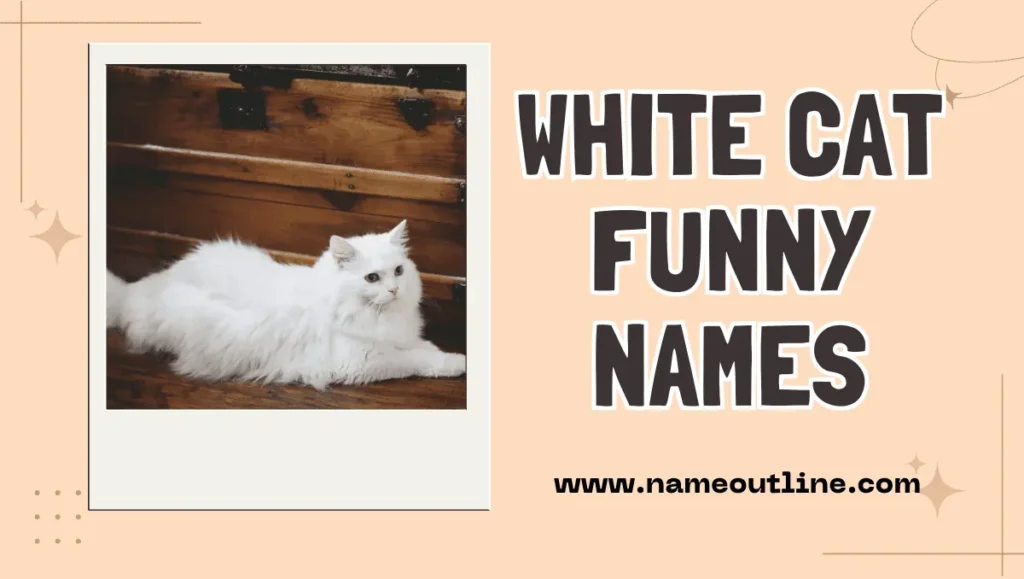 White Cat Funny Names