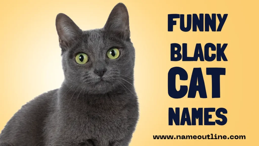 Funny Black Cat Names