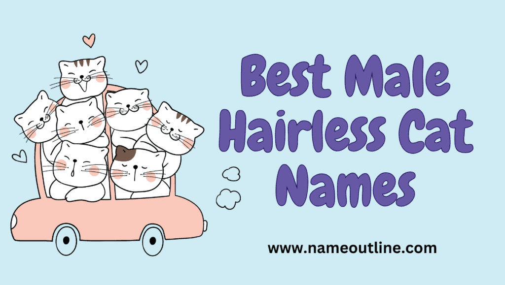Best Male Hairless Cat Names
